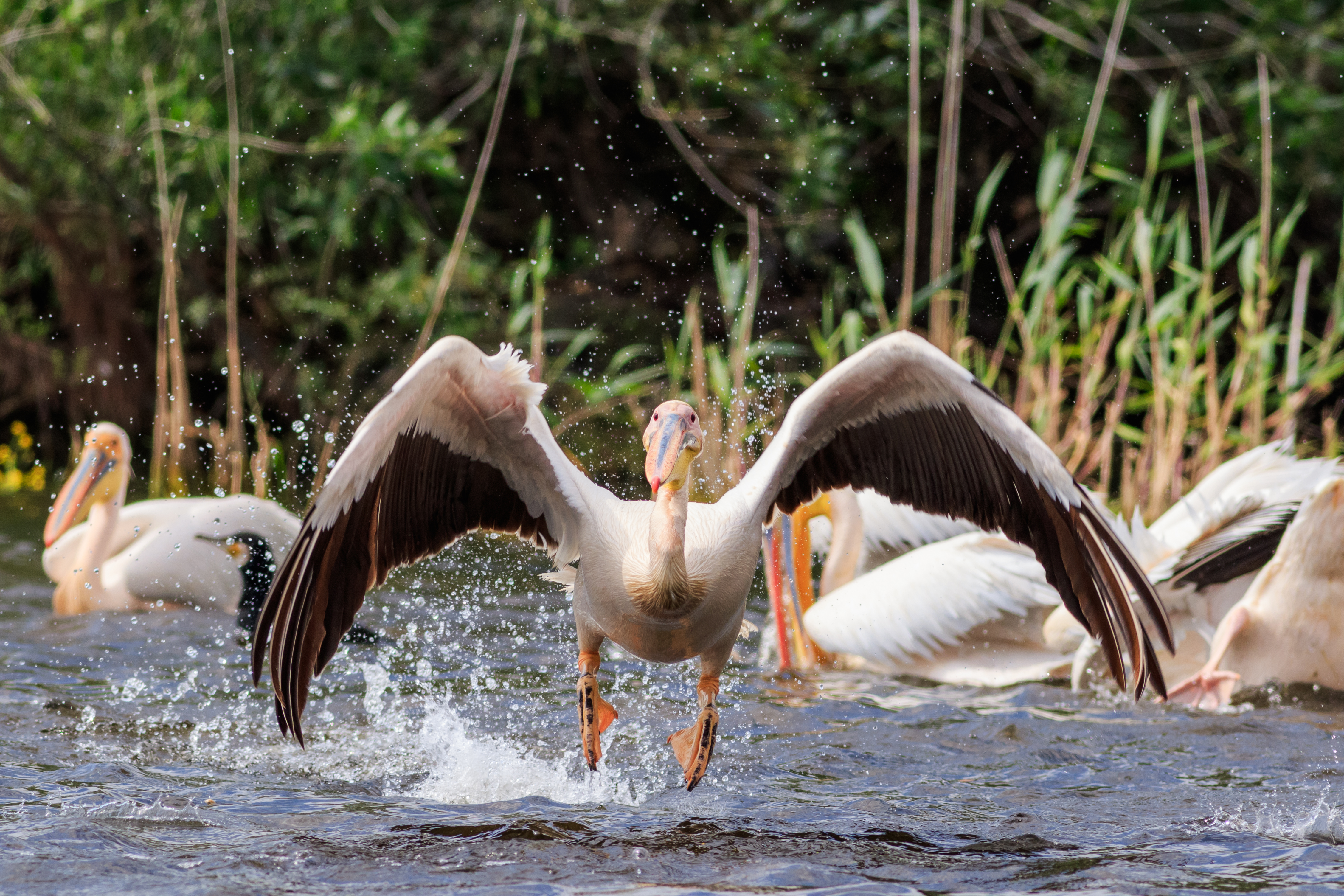 white pelican in Danube Delta, Romania